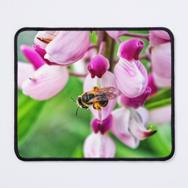Item preview, Collecting designed and sold by ACarrigan.