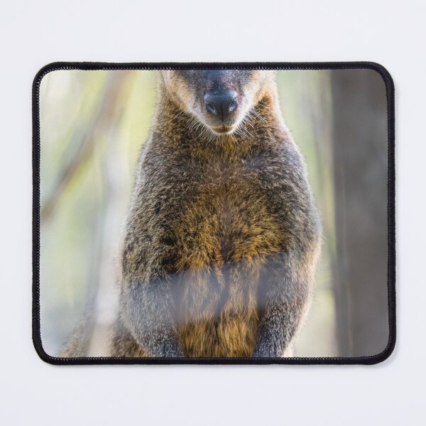 Item preview, Swamp Wallaby, Sundown National Park designed and sold by Robert Ashdown.