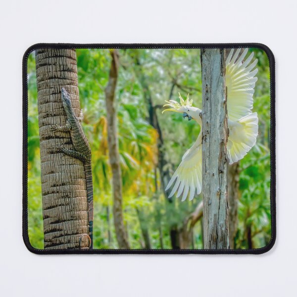 Item preview, Sulphur-crested Cockatoo and Lace Monitor, Carnarvon Gorge, Carnarvon National Park designed and sold by Robert Ashdown.
