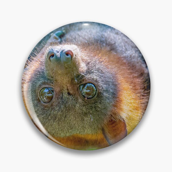 Item preview, Little Red Flying Fox, Helidon, Queensland designed and sold by Robert Ashdown.