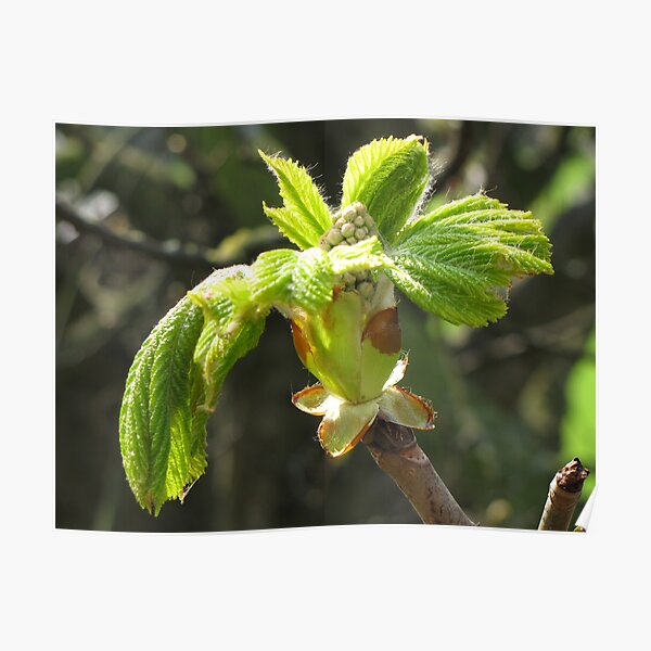 Russet Leaves Poster
