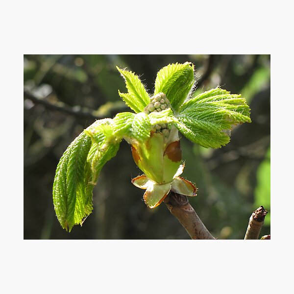Russet Leaves Photographic Print