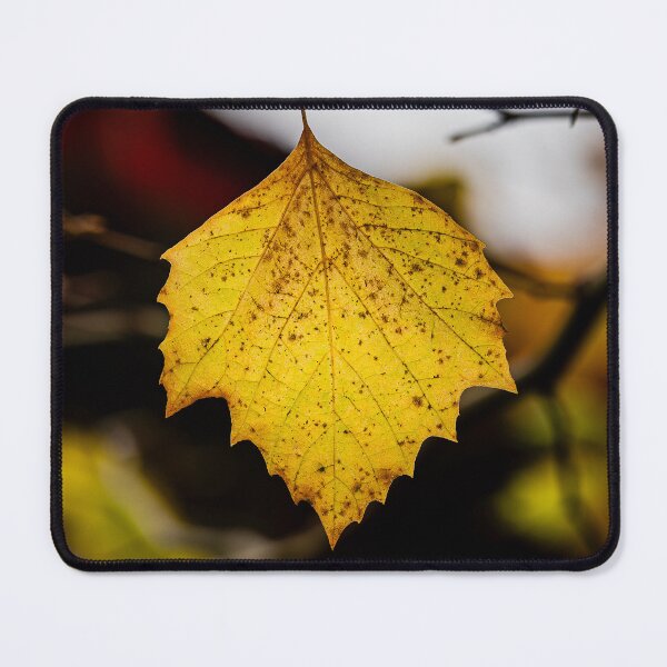 Item preview, Single Yellow Leaf on Branch designed and sold by Rabee Khalil Photography.