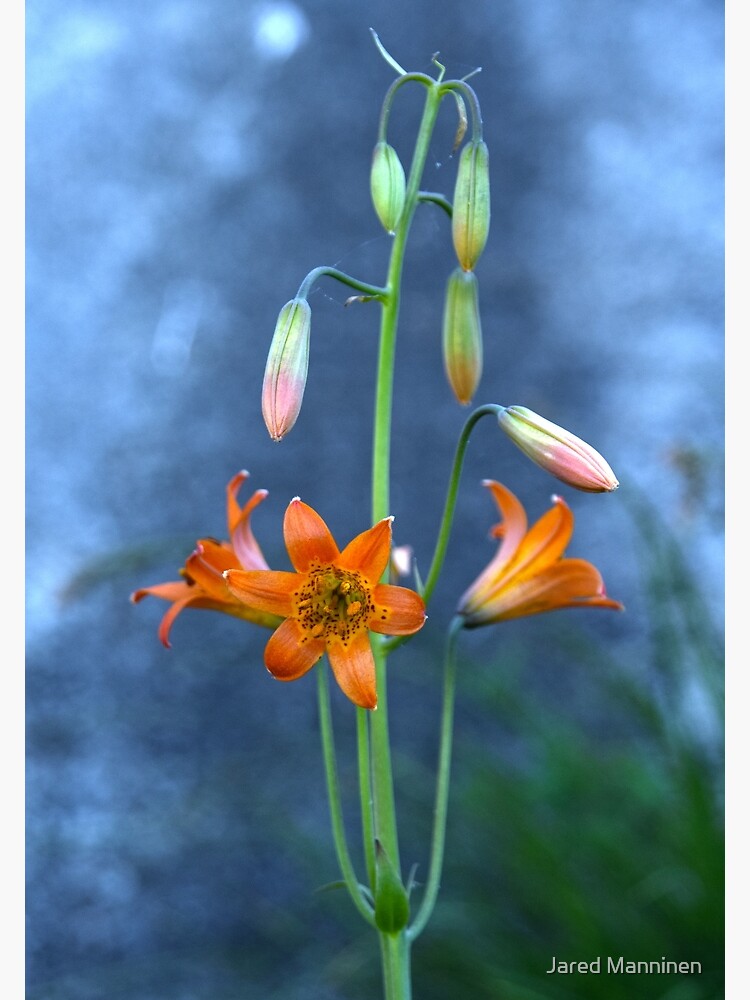 Sierra Tiger Lily (Lilium parvum) by JaredManninen