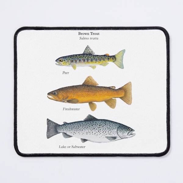 Item preview, Brown Trout StagesPainting  designed and sold by Stephen Emms.