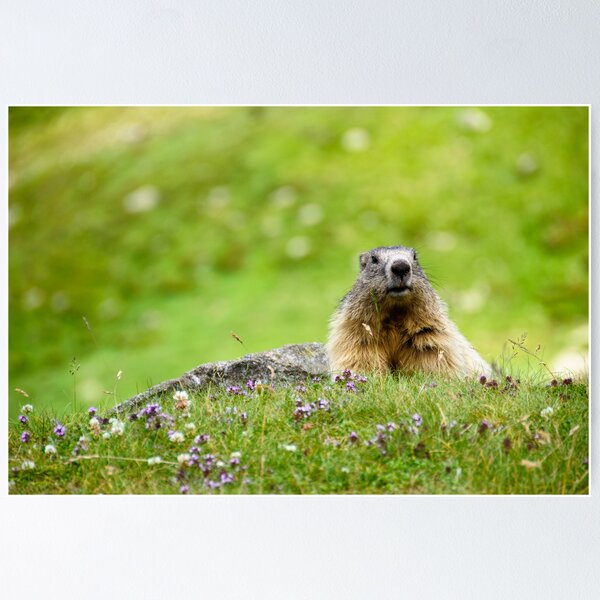 Alpine Marmot (Marmota marmota) Poster