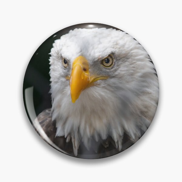 Item preview, Majestic Bald Eagle Portrait designed and sold by jrtwynam.