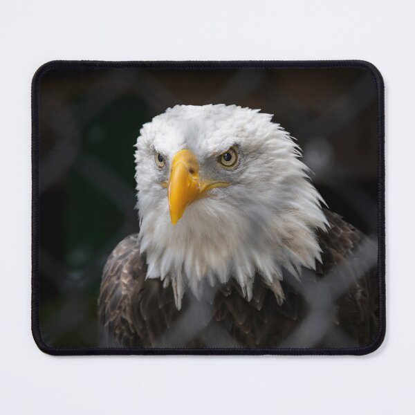 Item preview, Majestic Bald Eagle Portrait designed and sold by jrtwynam.