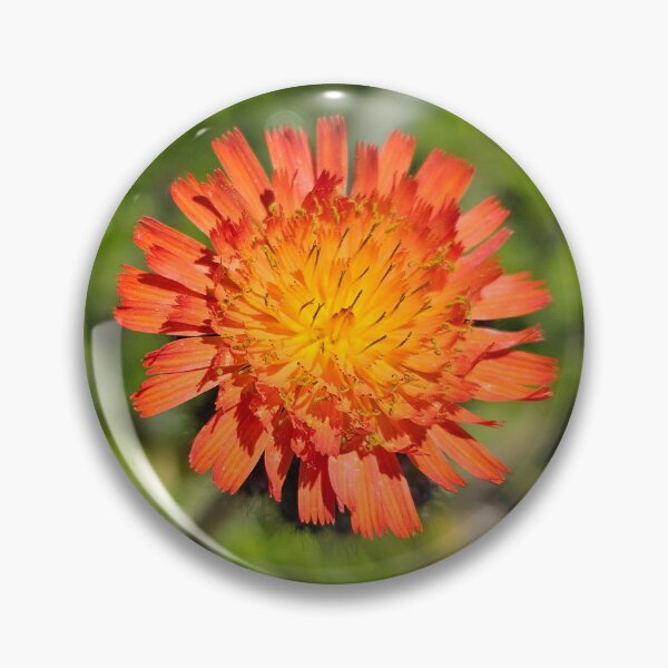 Item preview, Hawkweed Flower designed and sold by Kat Simmons.