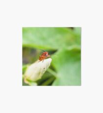 Red Soldier Beetle Art Board