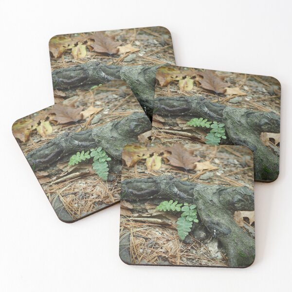 Item preview, Small Fern Growing Near A Tree Root designed and sold by GlimpseBeauty11.