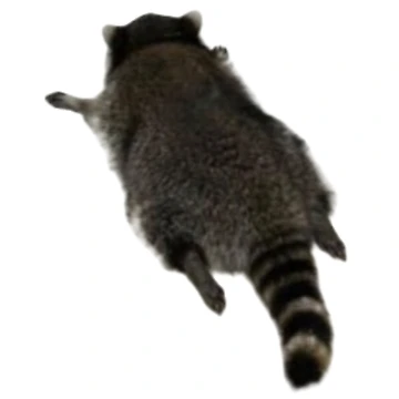 Artwork thumbnail, Trashed Panda Raccoon Sticker by Pattern Unhinged
