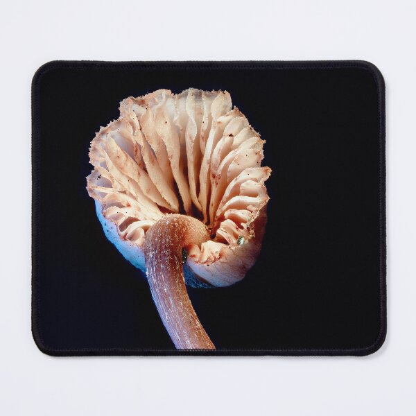 Item preview, A small, thin mushroom on a black background designed and sold by Life-close-up.