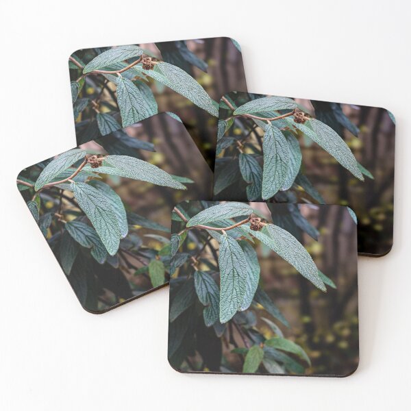 Item preview, Leatherleaf Viburnum Close-Up designed and sold by Rabee Khalil Photography.