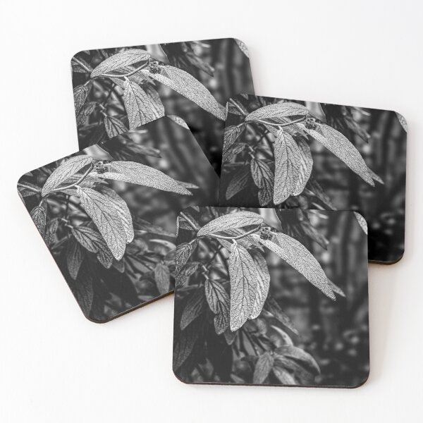 Item preview, Leatherleaf Viburnum – Black and White Close-Up designed and sold by Rabee Khalil Photography.