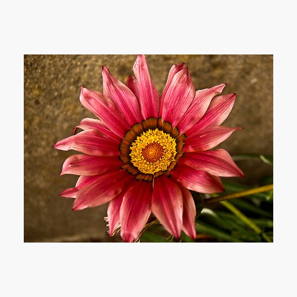 Item preview, A Pink Sunflower  designed and sold by Flávia Ferreira.