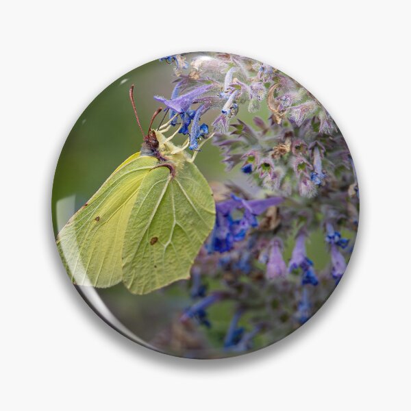 Item preview, Brimstone Butterfly on a Faassen's catmint designed and sold by Life-close-up.