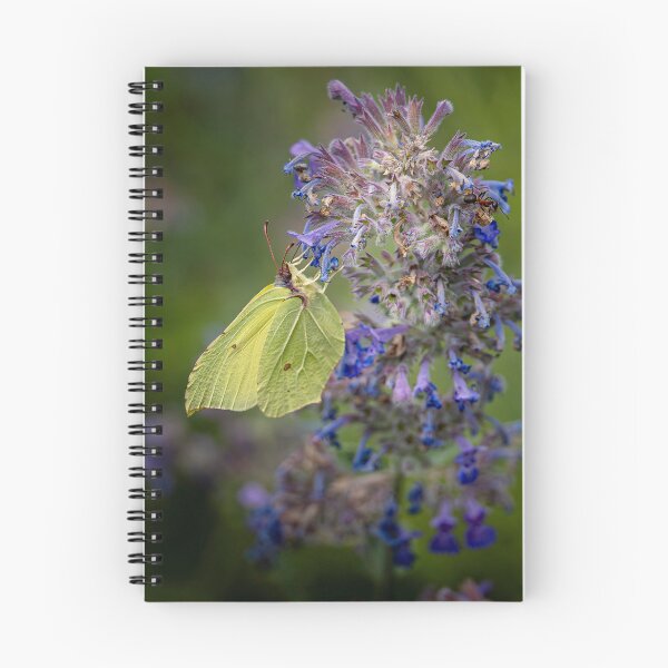 Item preview, Brimstone Butterfly on a Faassen's catmint designed and sold by Life-close-up.