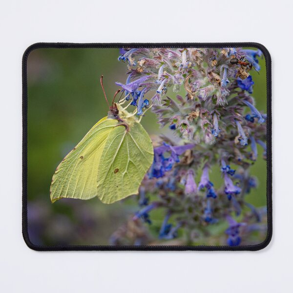 Item preview, Brimstone Butterfly on a Faassen's catmint designed and sold by Life-close-up.