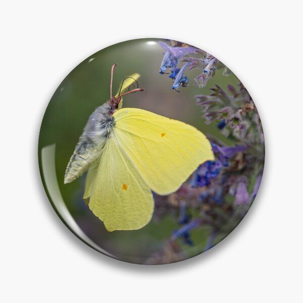 Item preview, Brimstone Butterfly on a Faassen's catmint designed and sold by Life-close-up.