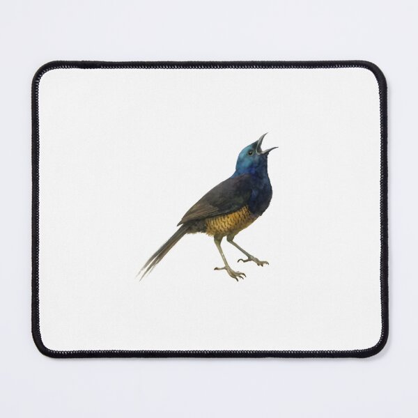 Item preview, Ribbon-tailed Astrapia (Astrapia mayeri) designed and sold by HOMETOWN86.