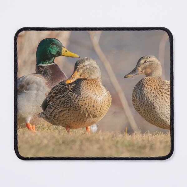 Item preview, Three Mallard Ducks  designed and sold by BirdsnStuff.
