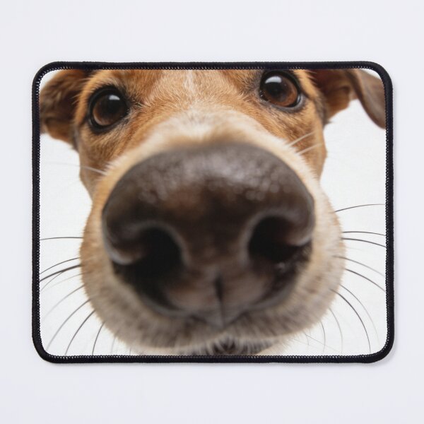 Item preview, Up-Close Jack Russell Terrier Nose Close-Up Cute Dog Portrait designed and sold by wangkyxing.