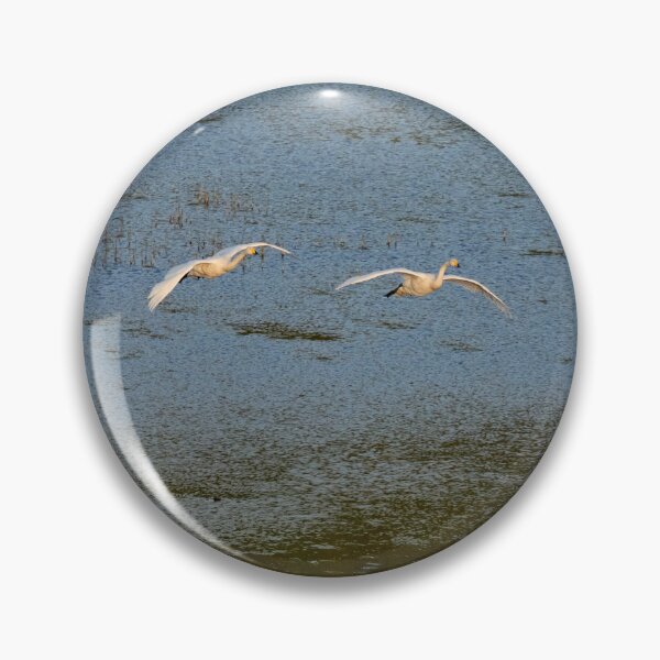 Item preview, Flying low. Whooper swan designed and sold by Jouko Lehto Photography.