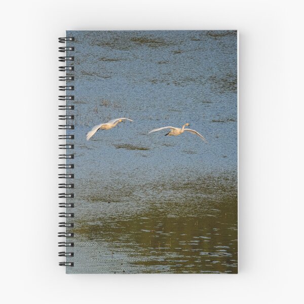 Item preview, Flying low. Whooper swan designed and sold by Jouko Lehto Photography.