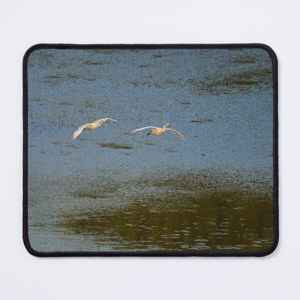 Item preview, Flying low. Whooper swan designed and sold by Jouko Lehto Photography.