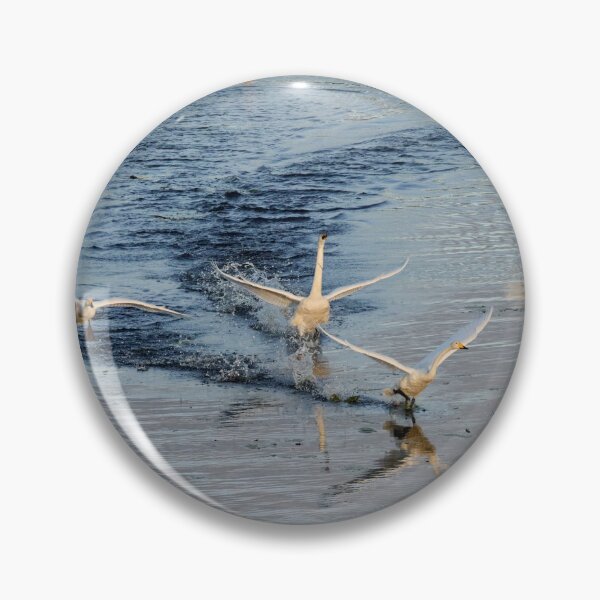 Item preview, Speed and noise. Whooper swan designed and sold by Jouko Lehto Photography.