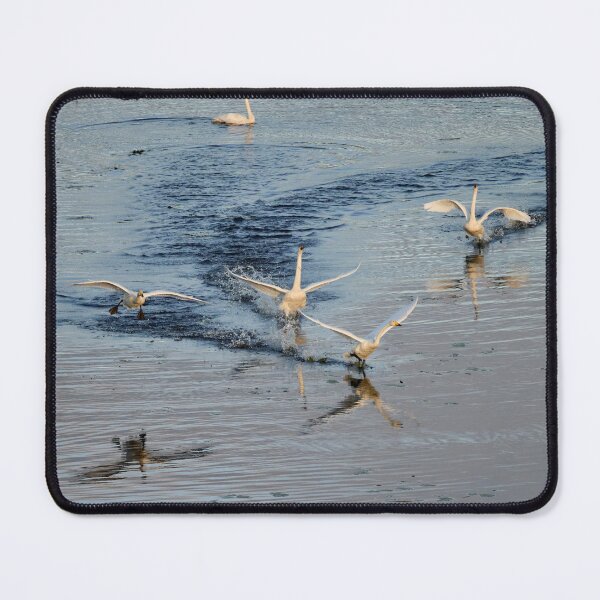Item preview, Speed and noise. Whooper swan designed and sold by Jouko Lehto Photography.