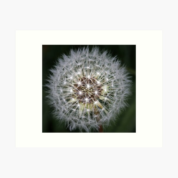 Dandelion Art Print