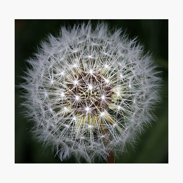 Dandelion Photographic Print