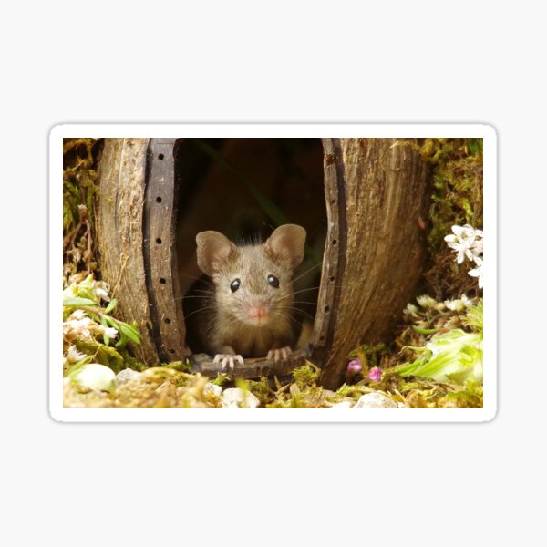 George the mouse in a log pile house Sticker