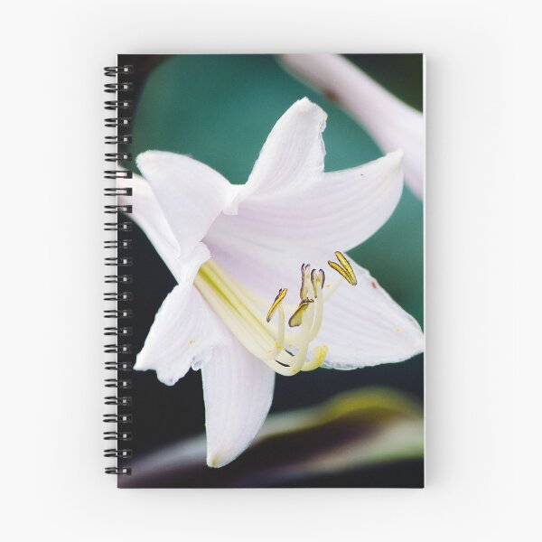 Item preview, flor blanca designed and sold by silverishfox.