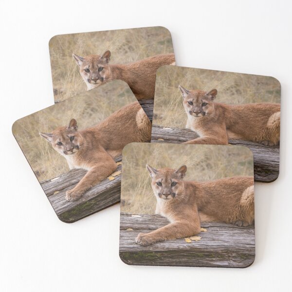 Item preview, Mountain Lion Resting on a Log designed and sold by Gerard Fornarotto.