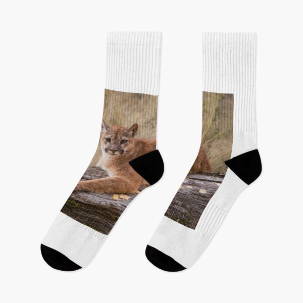 Item preview, Mountain Lion Resting on a Log designed and sold by Gerard Fornarotto.
