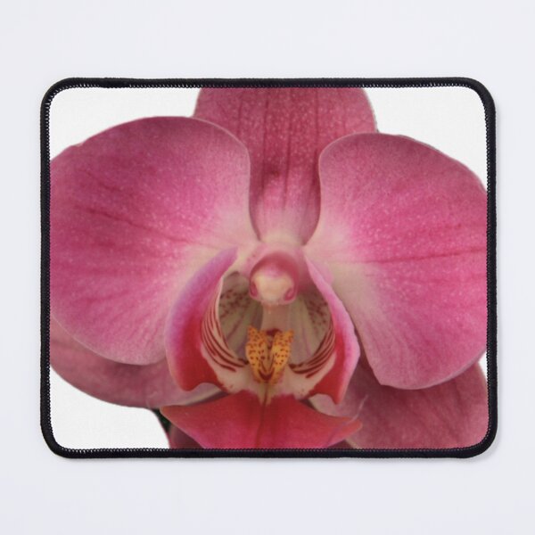 Item preview, ParisPoet Pink Orchid Large Single Flower White Background designed and sold by ParisPoet.
