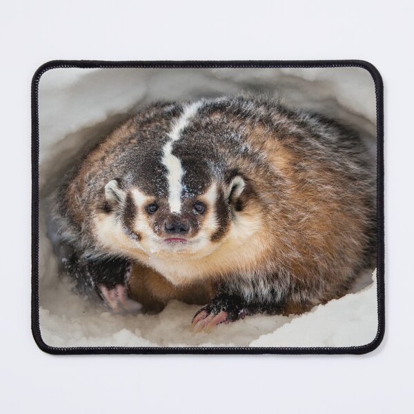 Item preview, American Badger in Snow Den designed and sold by Gerard Fornarotto.