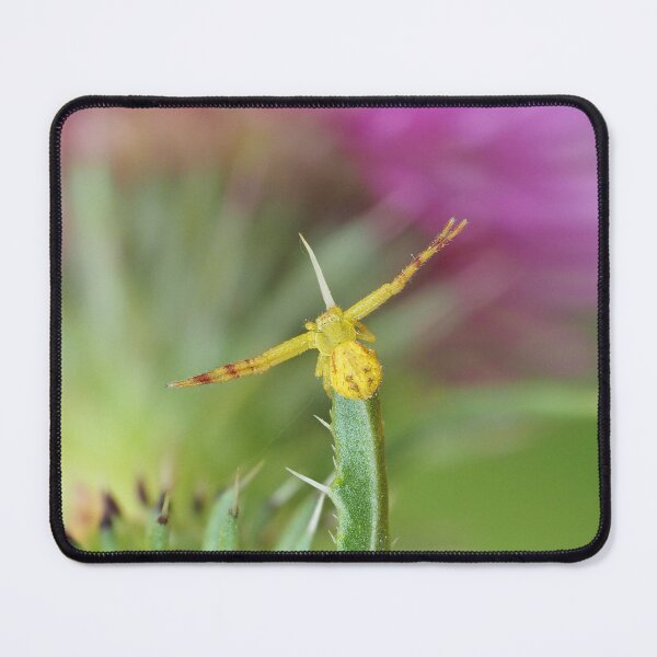 Item preview, Northern Crab Spider designed and sold by John Reaume.