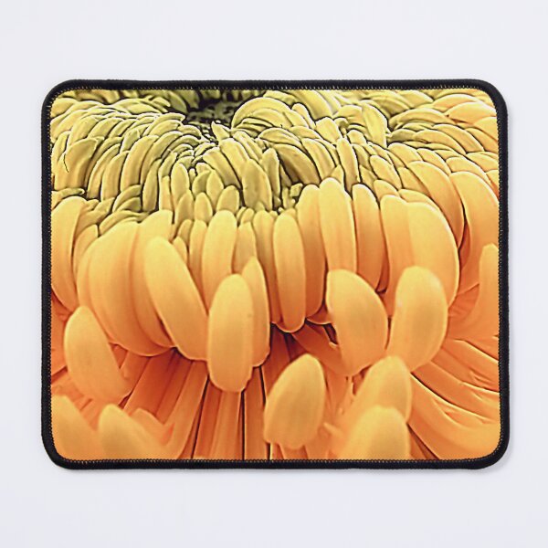 Item preview, Macro Yellow Pompon Chrysanthemum – Radiant Botanical Fine Art designed and sold by SL Timeless Moments .