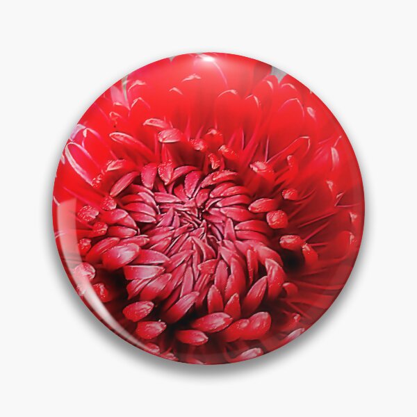 Item preview, Macro Red Pompon Chrysanthemum – Bold Botanical Fine Art designed and sold by SL Timeless Moments .