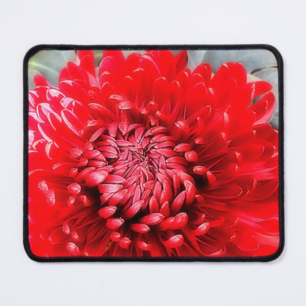 Item preview, Macro Red Pompon Chrysanthemum – Bold Botanical Fine Art designed and sold by SL Timeless Moments .