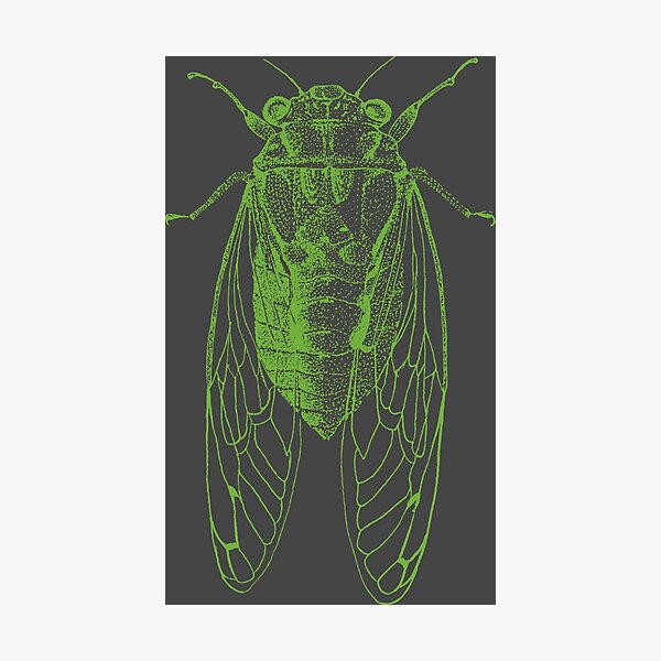 Item preview, Cicada designed and sold by Rich Anderson.