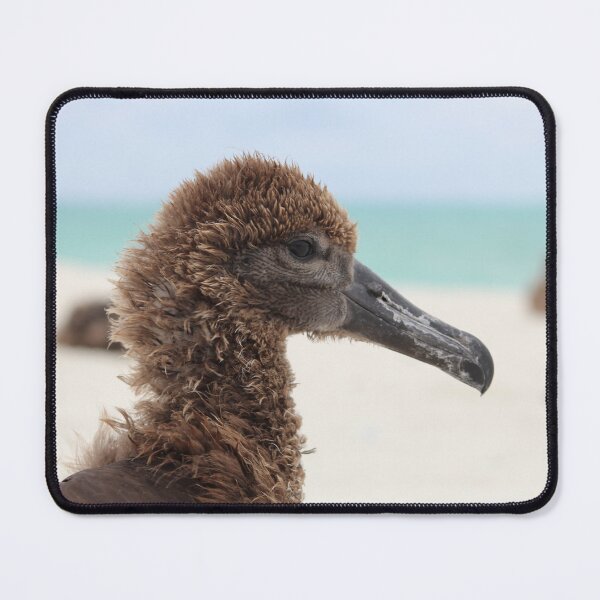 Item preview, ka'upu chick (Black-footed Albatross) designed and sold by milkmobster.