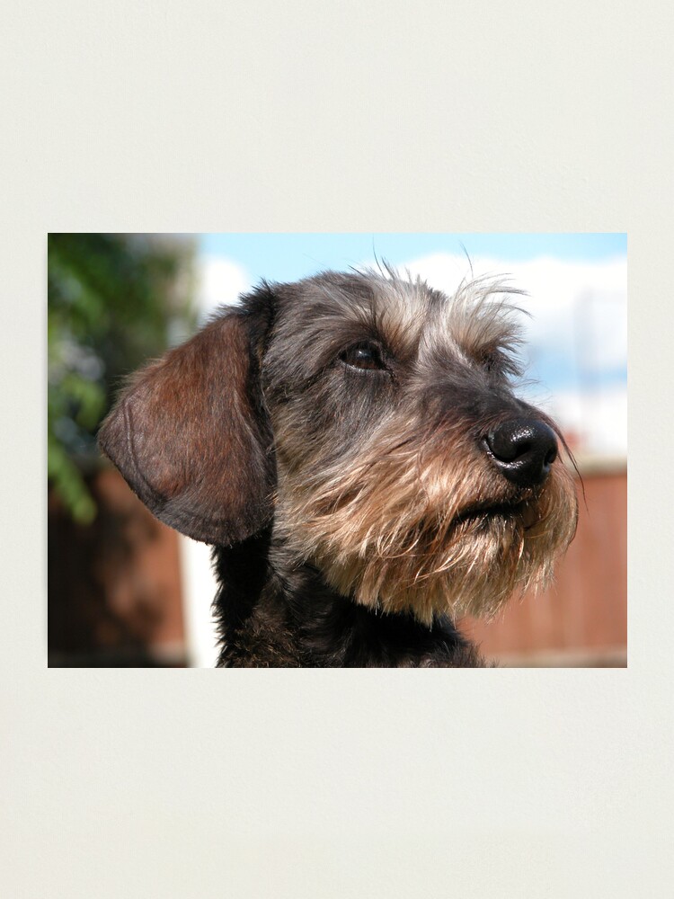 mini wire haired dachshund