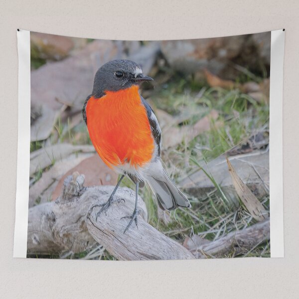 Item preview, Flame Robin designed and sold by iansmissenphoto.