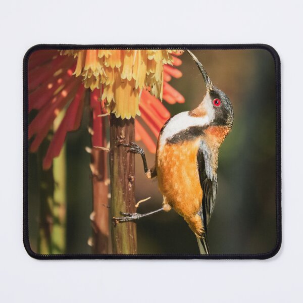 Item preview, Eastern Spinebill designed and sold by iansmissenphoto.