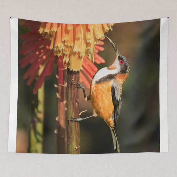 Item preview, Eastern Spinebill designed and sold by iansmissenphoto.